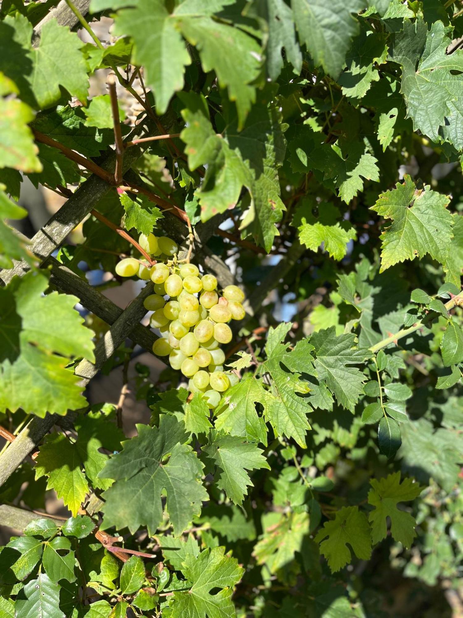 Halte Vendeenne Atypique Saint-Germain-l'Aiguiller Eksteriør bilde